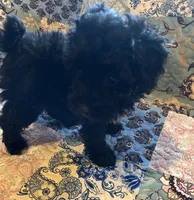 Rocky, a male Poodle - Toy  for sale in Greer, SC – 4 of 5