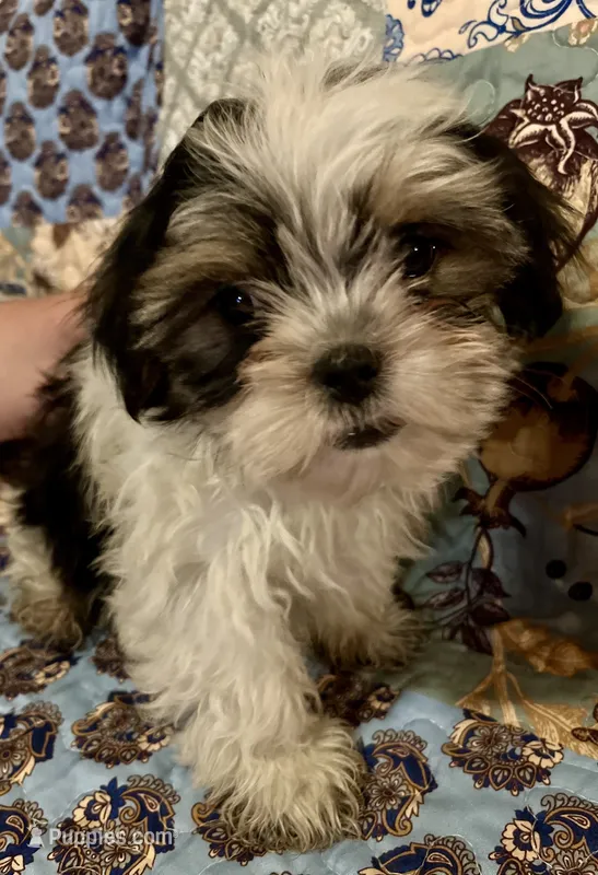 Harley – Shih Tzu puppy for sale in Greer, SC