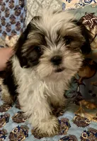 Harley, a male Shih Tzu for sale in Greer, SC – 1 of 2