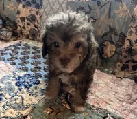 Buster, a male Poodle - Toy  for sale in Greer, SC – 4 of 5
