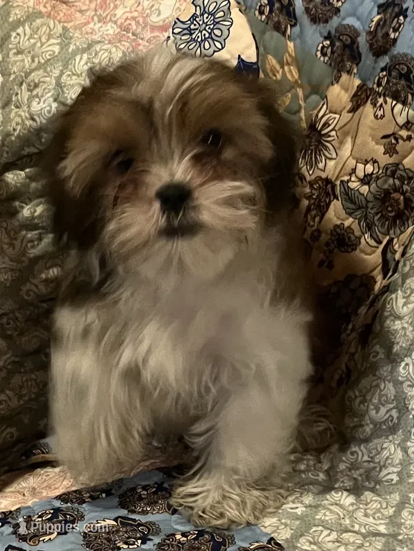 Cookie – Shih Tzu puppy for sale in Greer, SC