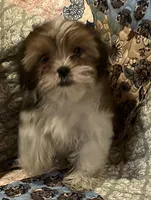 Cookie, a female Shih Tzu for sale in Greer, SC – 1 of 3