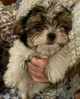 Beau, a male Shih Tzu for sale in Greer, SC – 3 of 4