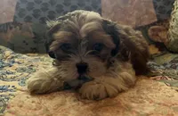 Cody, a male Shih Tzu for sale in Greer, SC – 3 of 5