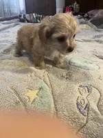 Sarah, a female Yorkipoo for sale in Greer, SC – Photo 3 of 3