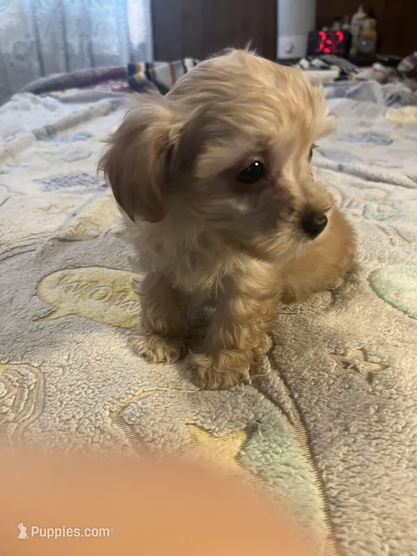 Sarah – Yorkipoo puppy for sale in Greer, SC