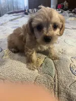 Sarah, a female Yorkipoo for sale in Greer, SC – Photo 2 of 3