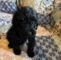 Rocky, a male Poodle - Toy  for sale in Greer, SC – 1 of 5