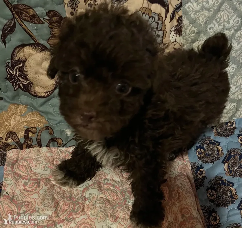 Lexi – Poodle - Toy  puppy for sale in Greer, SC