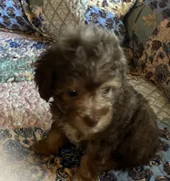 Buster, a male Poodle - Toy  for sale in Greer, SC – 2 of 5