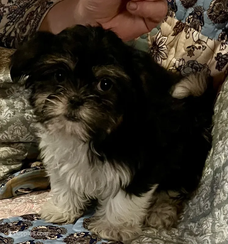 Crissy – Shih Tzu puppy for sale in Greer, SC