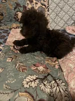 Snickers, a female Poodle - Toy  for sale in Greer, SC – 2 of 4