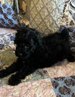 Rocky, a male Poodle - Toy  for sale in Greer, SC – 2 of 5