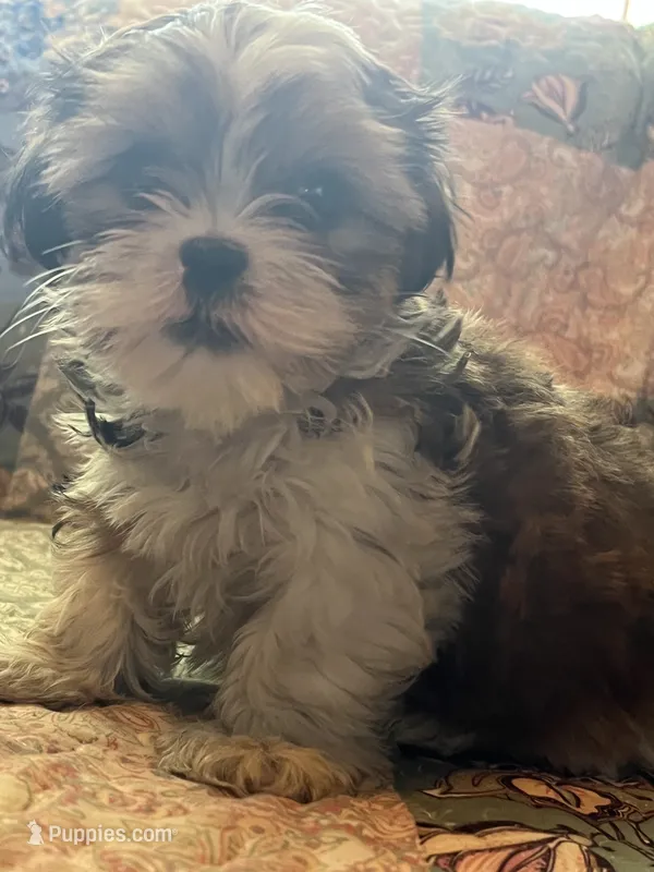 Cody – Shih Tzu puppy for sale in Greer, SC