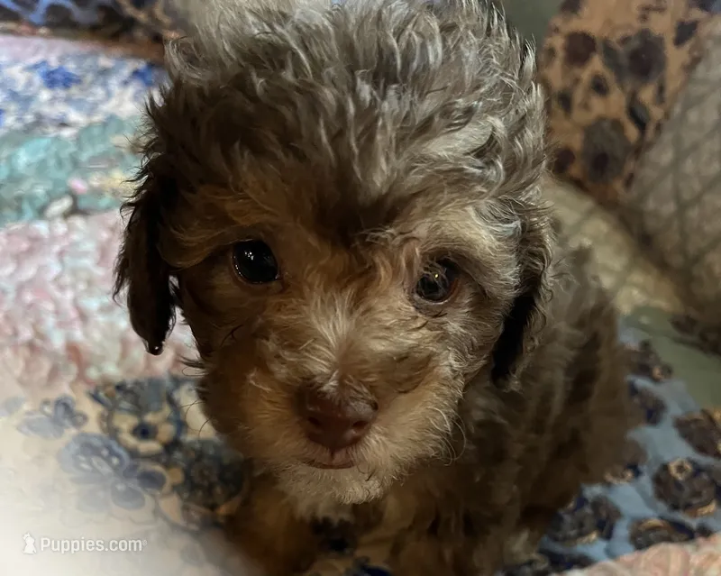 Buster – Poodle - Toy  puppy for sale in Greer, SC
