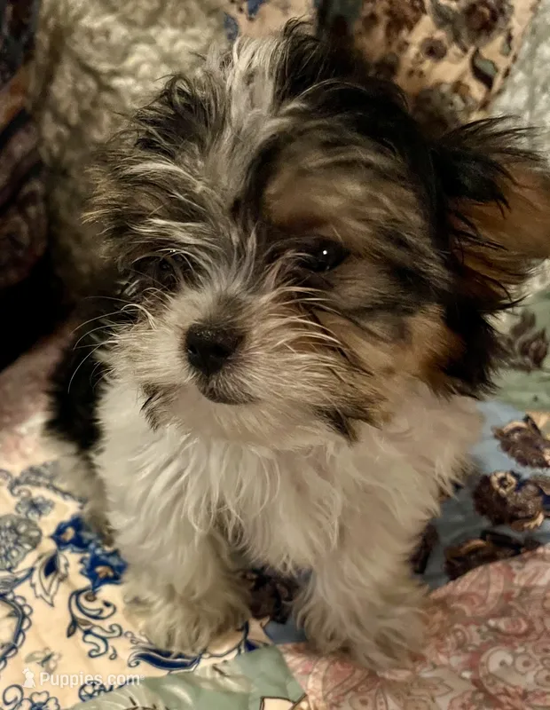 Beau – Shih Tzu puppy for sale in Greer, SC