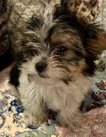 Beau, a male Shih Tzu for sale in Greer, SC – 1 of 4