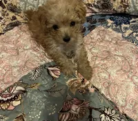Bentley, a male Poodle - Toy  for sale in Greer, SC – 3 of 3