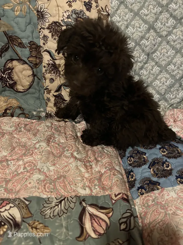 Snickers – Poodle - Toy  puppy for sale in Greer, SC