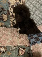 Snickers, a female Poodle - Toy  for sale in Greer, SC – 1 of 4