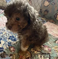 Buster, a male Poodle - Toy  for sale in Greer, SC – 3 of 5