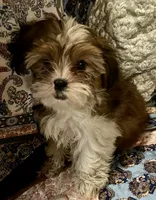 Cookie, a female Shih Tzu for sale in Greer, SC – 3 of 3