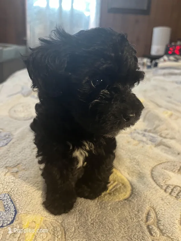 Darla – Yorkipoo puppy for sale in Greer, SC