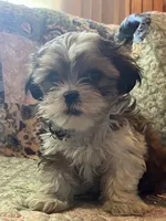 Cody, a male Shih Tzu for sale in Greer, SC – 5 of 5