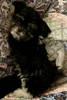 Crissy, a female Shih Tzu for sale in Greer, SC – 2 of 3