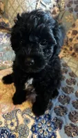 Rocky, a male Poodle - Toy  for sale in Greer, SC – 3 of 5