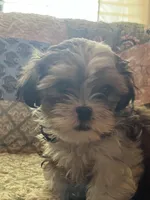 Cody, a male Shih Tzu for sale in Greer, SC – 2 of 5