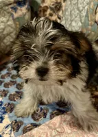Beau, a male Shih Tzu for sale in Greer, SC – 2 of 4