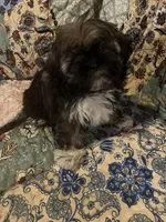 Ivy, a female Shih Tzu for sale in Greer, SC – Photo 1 of 2