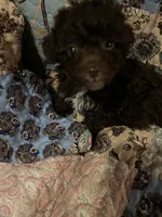 Lexi, a female Poodle - Toy  for sale in Greer, SC – 4 of 4
