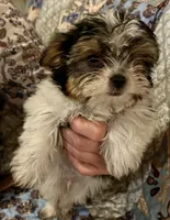 Beau, a male Shih Tzu for sale in Greer, SC – 4 of 4