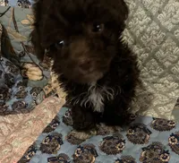 Lexi, a female Poodle - Toy  for sale in Greer, SC – 3 of 4