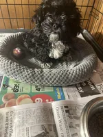 Sassy, a female Shihpoo for sale in Greer, SC – Photo 5 of 5