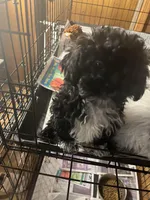 Sassy, a female Shihpoo for sale in Greer, SC – Photo 1 of 5