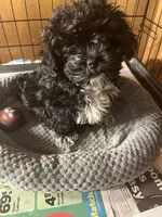 Sassy, a female Shihpoo for sale in Greer, SC – Photo 2 of 5