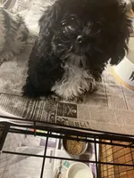 Sassy, a female Shihpoo for sale in Greer, SC – Photo 3 of 5