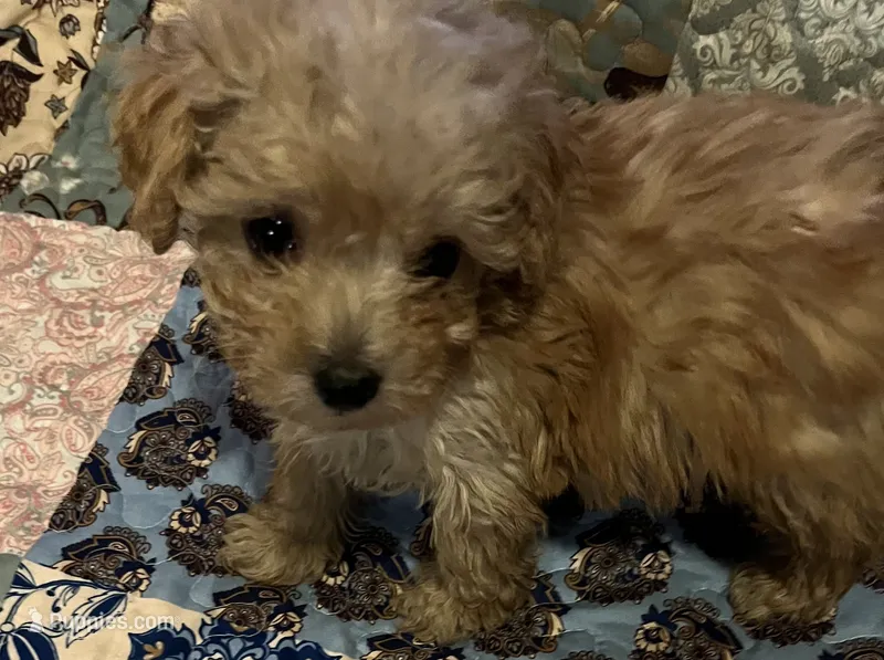 Bentley – Poodle - Toy  puppy for sale in Greer, SC