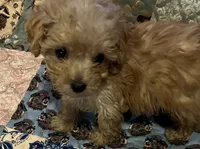 Bentley, a male Poodle - Toy  for sale in Greer, SC – 1 of 3