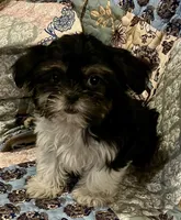 Crissy, a female Shih Tzu for sale in Greer, SC – 3 of 3