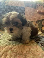 Cody, a male Shih Tzu for sale in Greer, SC – 4 of 5
