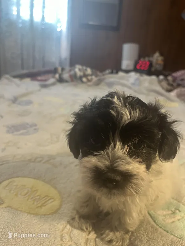 Cooper – Yorkipoo puppy for sale in Greer, SC