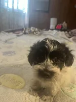 Cooper, a male Yorkipoo for sale in Greer, SC – Photo 1 of 4