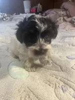 Cooper, a male Yorkipoo for sale in Greer, SC – Photo 4 of 4