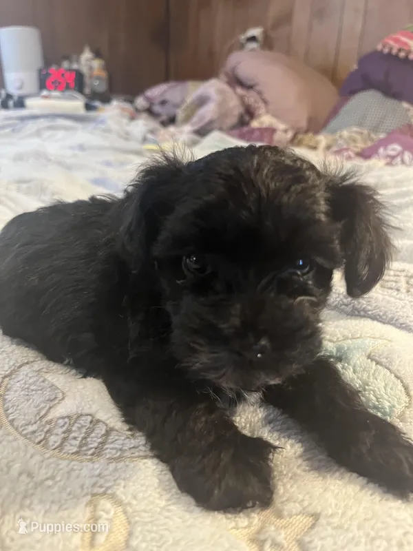 Willy – Yorkipoo puppy for sale in Greer, SC