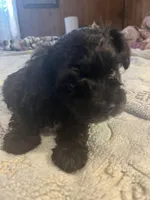 Willy, a male Yorkipoo for sale in Greer, SC – Photo 2 of 2