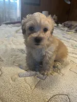 Buster, a male Yorkipoo for sale in Greer, SC – Photo 4 of 4